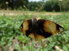 Junonia hierta cebrene