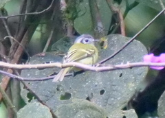 Pogonotriccus ophthalmicus