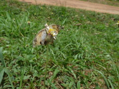 Junonia hierta cebrene