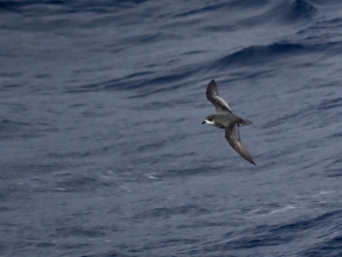 iNaturalist image