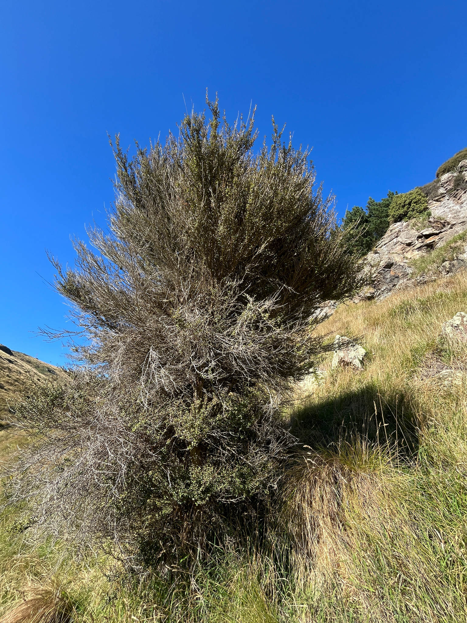 New Zealand Myrtle (Lophomyrtus obcordata)