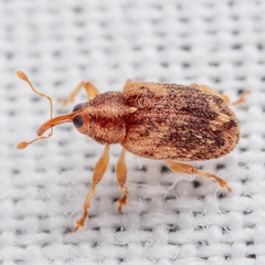 Lignyodes horridulus