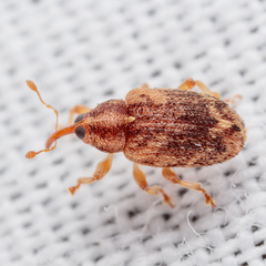 Lignyodes horridulus