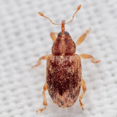 Lignyodes horridulus