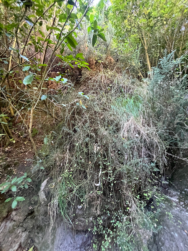 Leafless Clematis (Clematis afoliata)