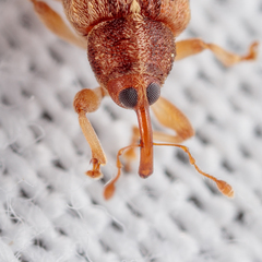 Lignyodes horridulus