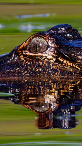 American Alligator photographed in Louisiana