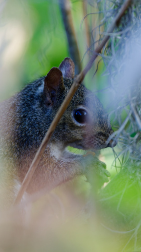 Eastern Gray Squirrel photographed in Louisiana