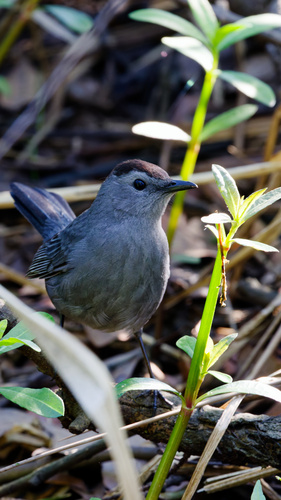 Gray Catbird photographed in Louisiana