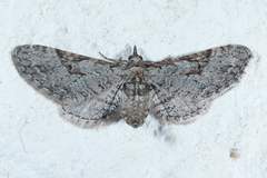 Eupithecia bolterii