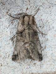 Abrostola microvalis