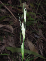 Anthosachne kingiana, photograph (c) Lachlan Copeland, some rights reserved (CC BY-SA)