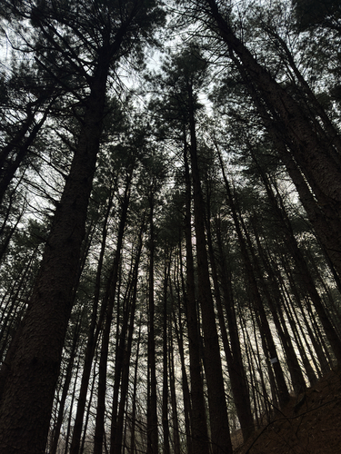 Korean pine
