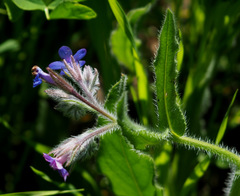 Anchusa azurea