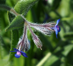 Anchusa azurea