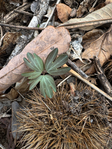Korean corydalis
