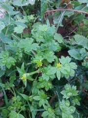 Ranunculus parviflorus