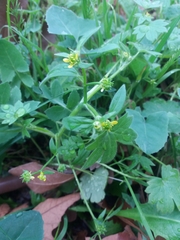 Ranunculus parviflorus
