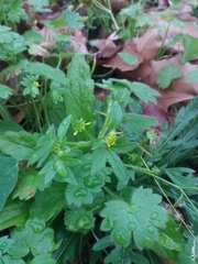 Ranunculus parviflorus