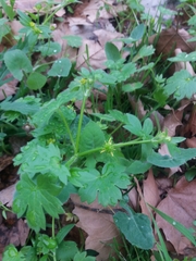 Ranunculus parviflorus