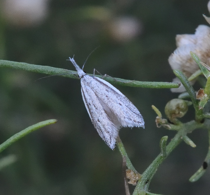 Pleurota albastrigulella