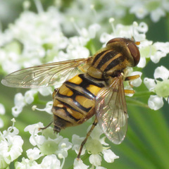 Parhelophilus laetus