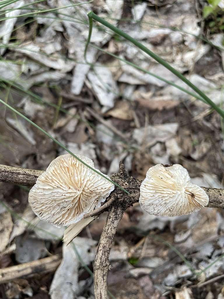 Trametes betulina · March 2026 · photo: © exploreremmanuel (iNaturalist, cc0)