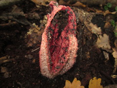 Clathrus archeri