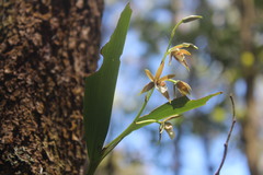 Prosthechea obpiribulbon