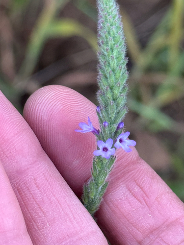 western vervain (Verbena lasiostachys)