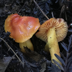 Hygrocybe splendidissima