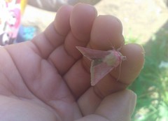 Schinia felicitata