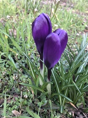 Crocus vernus