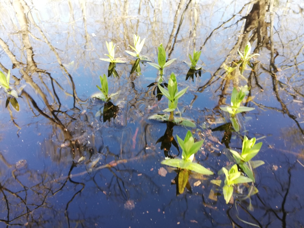 Blue Water-Speedwell Complex