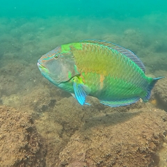 Brazilian Wrasse photo 4