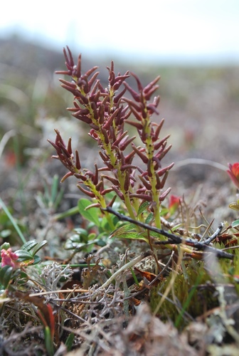 Salix fuscescens iNat (1)