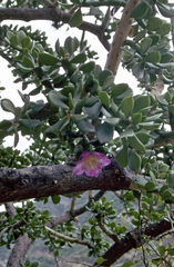 Quiabentia verticillata