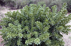 Quiabentia verticillata