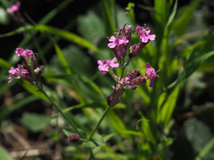 Silene aegyptiaca