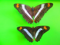 Adelpha iphiclus
