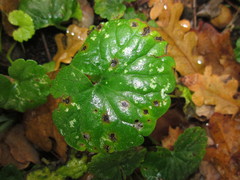 Puccinia glechomatis