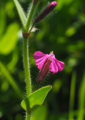 Silene palaestina