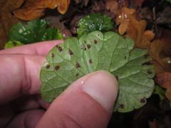 Puccinia glechomatis