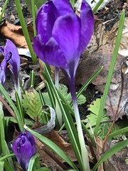 Crocus vernus