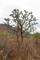 Quiabentia verticillata