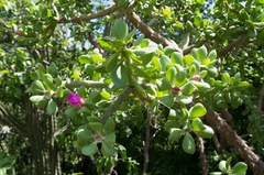 Quiabentia verticillata