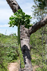 Quiabentia verticillata