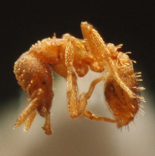 Emma’s Pygmy Snapping Ant photographed in United Kingdom