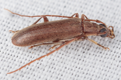 Sparedrus aspersus