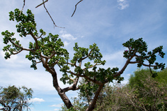 Quiabentia verticillata